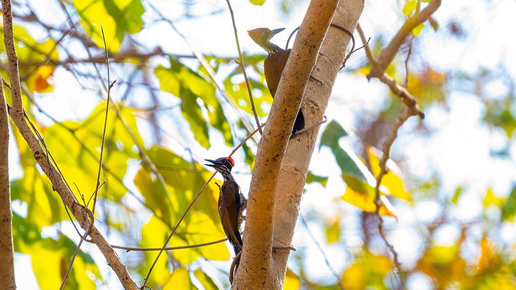 Greater Flameback